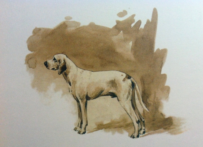Le chien Mène-à-Mort - Illustration tirée de l'ouvrage La Vénerie française contemporaine (1914) - Le Goupy (Paris)